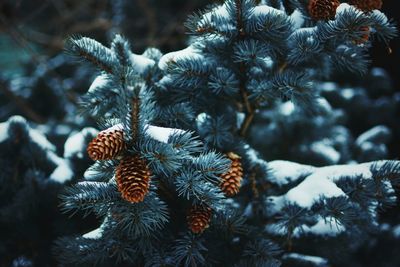 Close-up of pine tree during winter