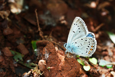 Close-up of butterfly on flower