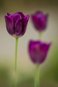 Close-up of pink flower