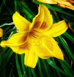 Close-up of yellow day lily blooming outdoors