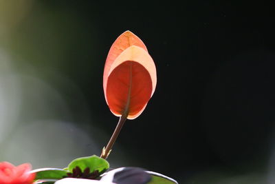 Close-up of yellow flower