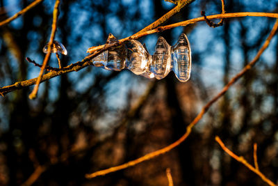 Icicles illuminated with sun rays