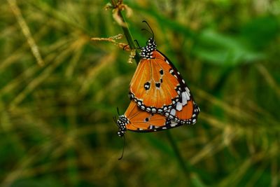 Close-up of butterfly on flower