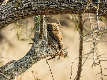 Close-up of a bird perching on branch