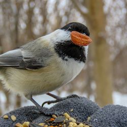 Close-up of bird perching on snow