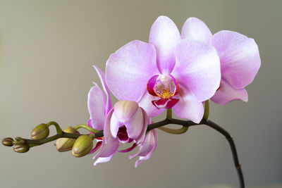 Close-up of pink orchids against white background