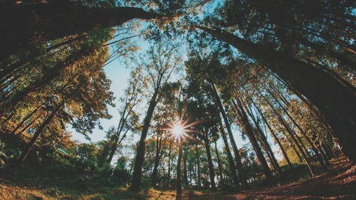 Low angle view of sunlight streaming through trees in forest