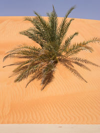 Palm tree in desert against sky