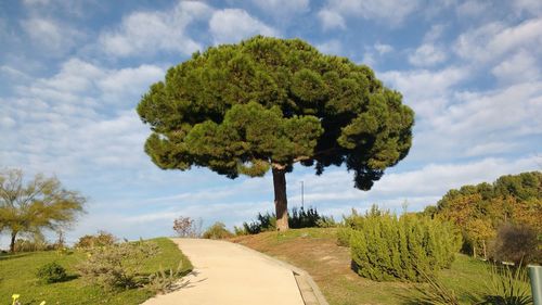 Scenic view of tree by road against sky