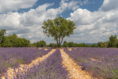 Scenic view of field against cloudy sky