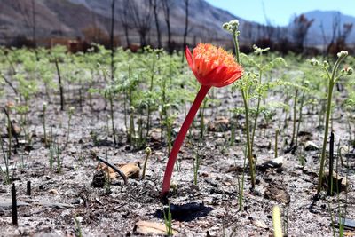 Close-up of red crocus flowers on field