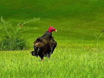 View of a bird on field