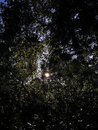 Low angle view of trees