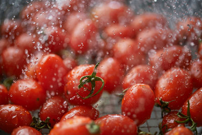 Close-up of water spray on the tomatoes