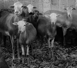 View of sheep in pen