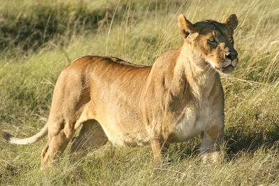 Lioness standing on grassy field in forest