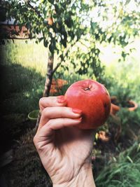 Close-up of hand holding apple