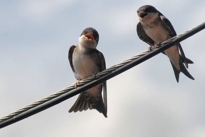 Low angle view of birds perching on wall