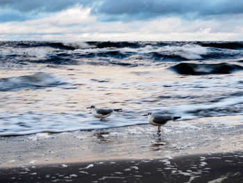 Birds in water against sky