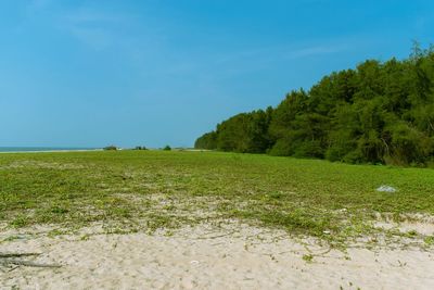 Scenic view of field against clear blue sky