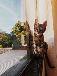 Cat sitting against sky