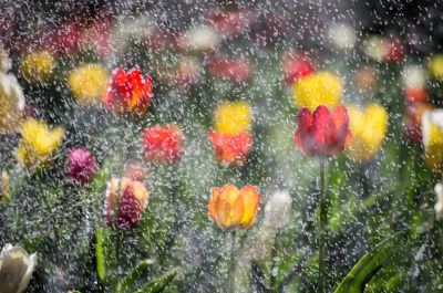 Close-up of wet flowers
