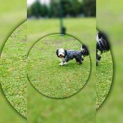 Dog on grassy field