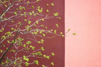 Close-up of flowering plant against pink wall