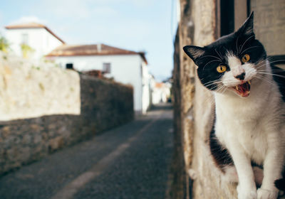 Portrait of angry cat on retaining wall