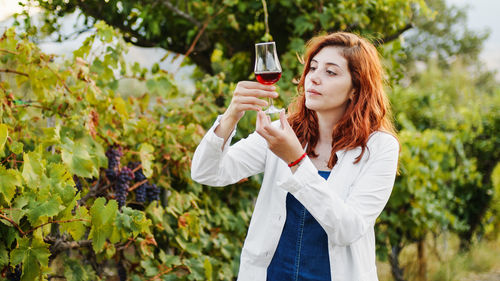 Italian red wine produced from organic grapes