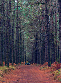 Road amidst trees in forest