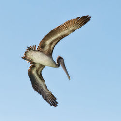 Low angle view of seagull flying