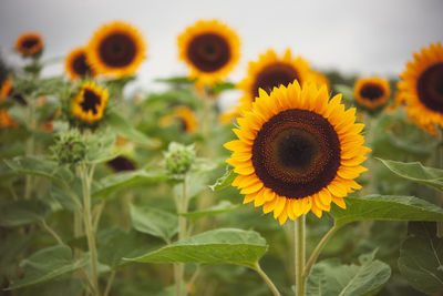 Close-up of sunflower