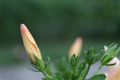 Close-up of flower buds growing on plant