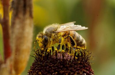 Close-up of bee pollinating flower