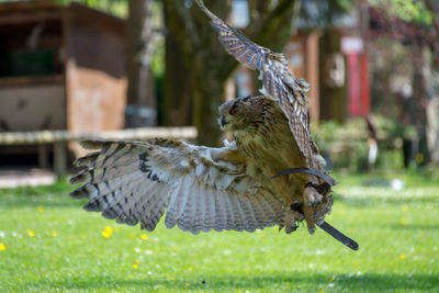 Close-up of bird perching on grass