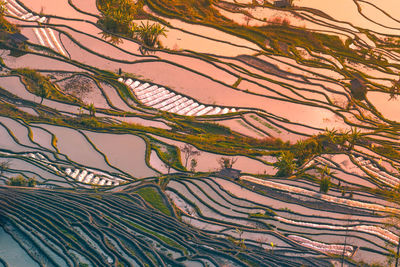 Full frame shot of tree branch