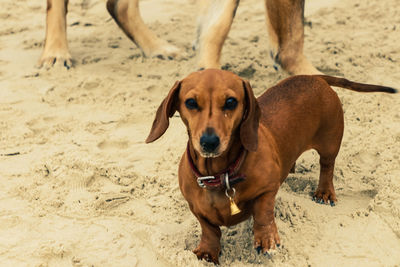 Portrait of dog standing on sand