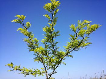 Low angle view of flowering plant against clear blue sky