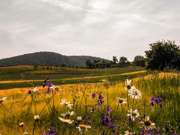 Scenic view of flowering plants on field against sky