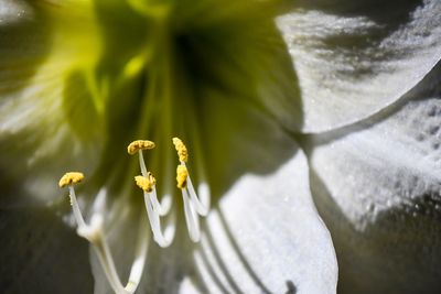 Close-up of white flowering plant