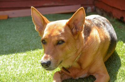 Portrait of dog on field