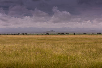 Scenic view of field against sky