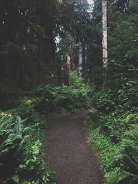 Trees in forest