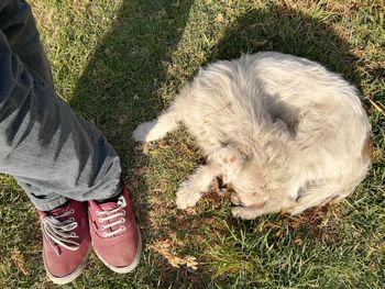 Low section of man with dog standing on grass