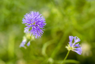 Close-up of purple flowers