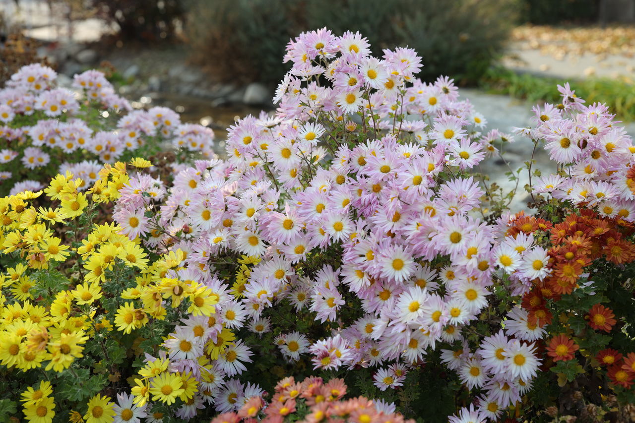 flower, flowering plant, plant, beauty in nature, freshness, nature, growth, fragility, wildflower, no people, day, blossom, garden, close-up, multi colored, outdoors, shrub, flower head, yellow, meadow, botany, field, inflorescence, springtime, focus on foreground, land, chrysanths, petal