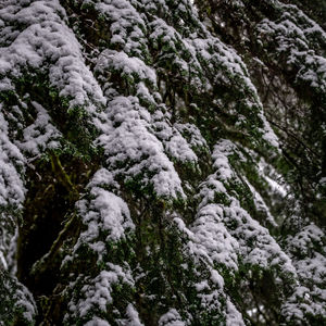 Full frame shot of snow covered tree