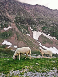 Sheep in the high mountains