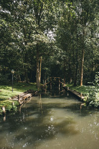 Scenic view of lake in forest